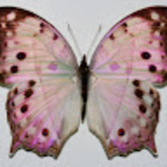 blflora